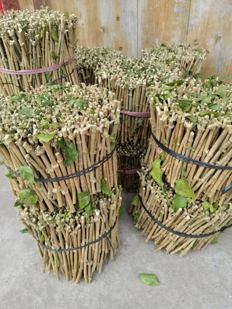 茉莉花枝条