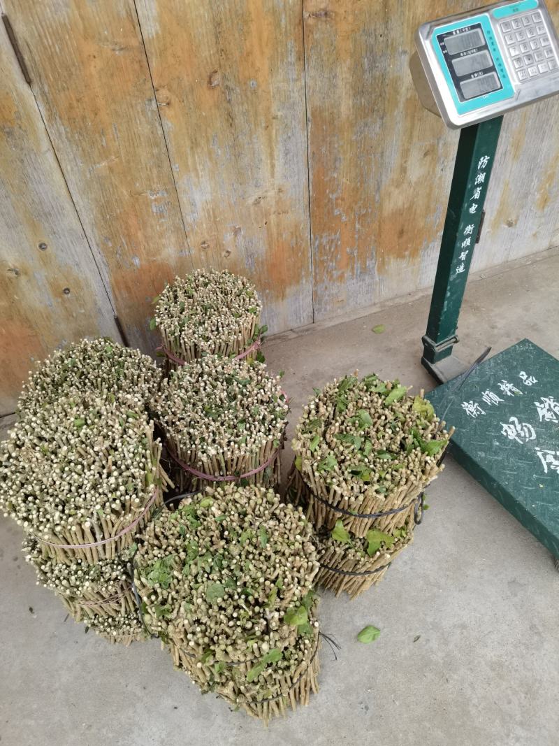 茉莉花枝条