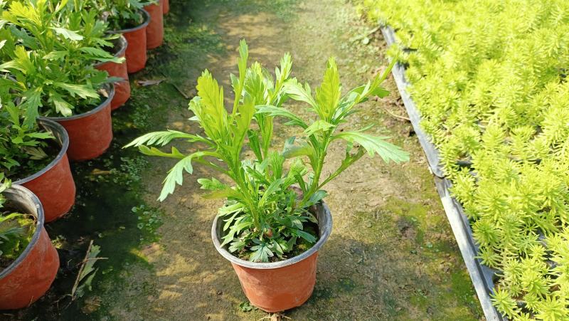 黄金菊双色盆苗，木春菊盆栽苗，花卉基地一手货源