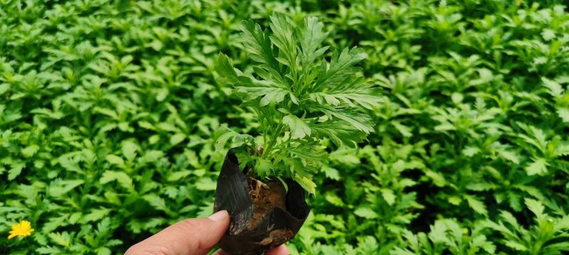 黄金菊双色盆苗，木春菊盆栽苗，花卉基地一手货源