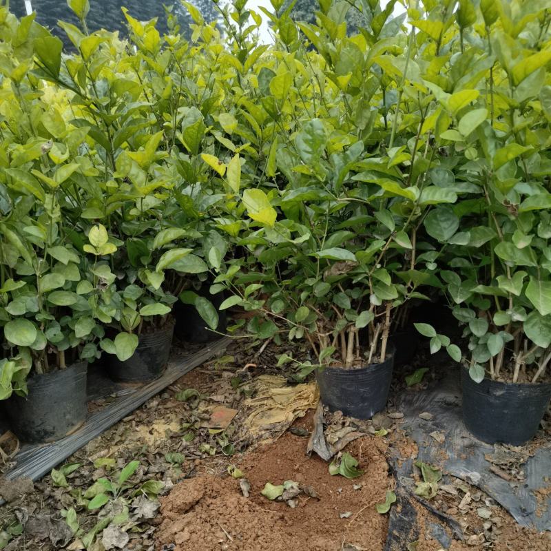 茉莉花枝条