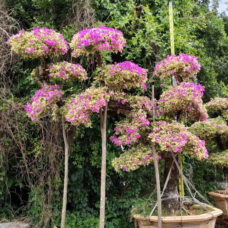 三角梅盆景，造型三角梅盆景，星光叶紫色花造型三角梅桩景