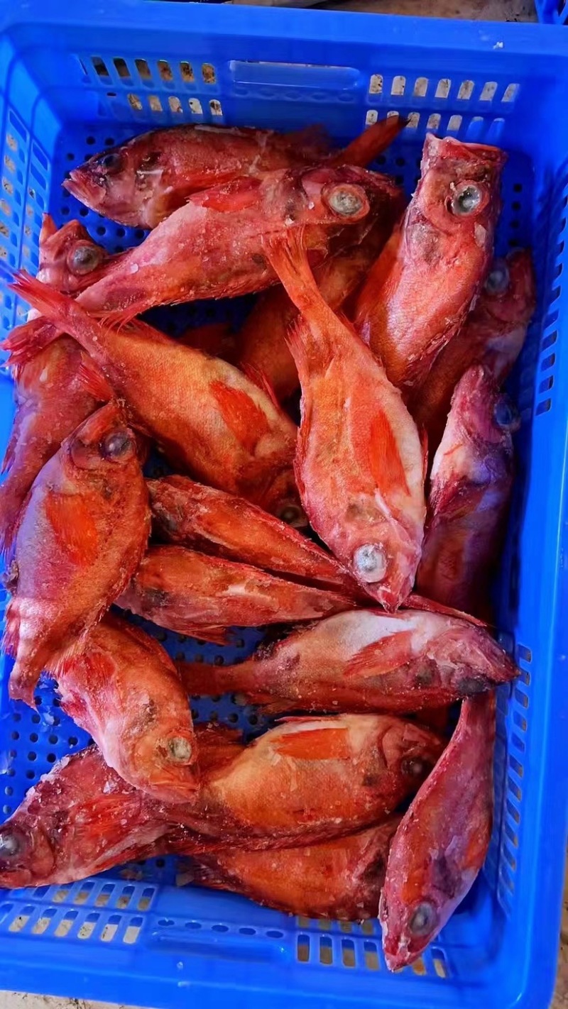 红石斑鱼冷冻整条红鱼大眼鱼富贵鱼海鲜水产