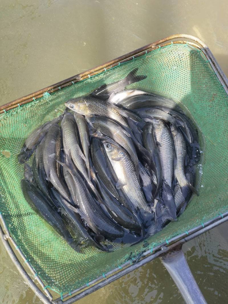 螺蛳青鱼苗大快型草鱼苗鲫鱼苗四大家鱼养殖淡水活体鱼苗