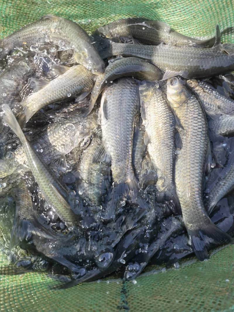 螺蛳青鱼苗大快型草鱼苗鲫鱼苗四大家鱼养殖淡水活体鱼苗