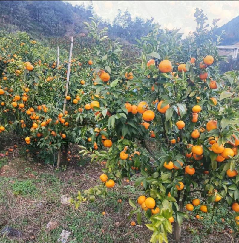 云南大理精品高原沃柑，晚芦种植面积大货源有保证