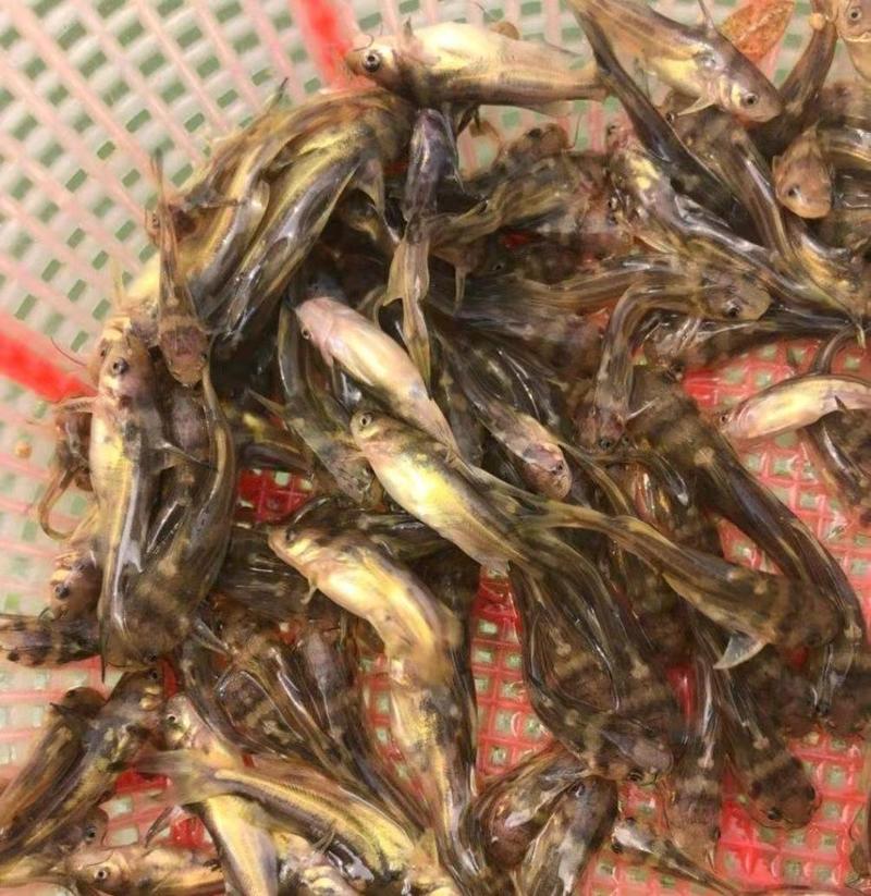 黄骨鱼黄桑鱼黄辣丁昂刺鱼包成活包技术合作养殖包回收