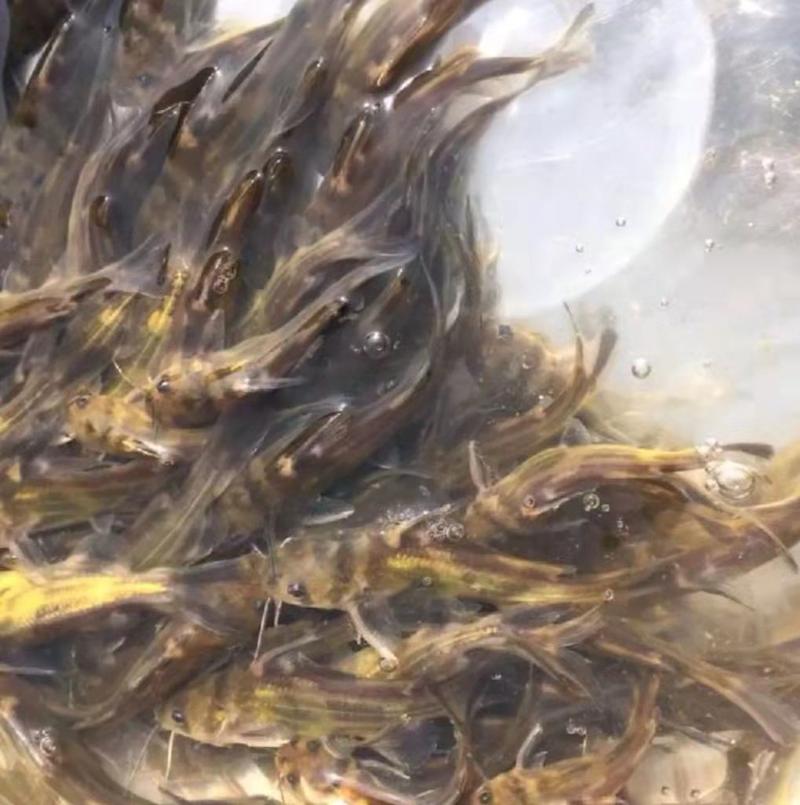 黄骨鱼黄桑鱼黄辣丁昂刺鱼包成活包技术合作养殖包回收