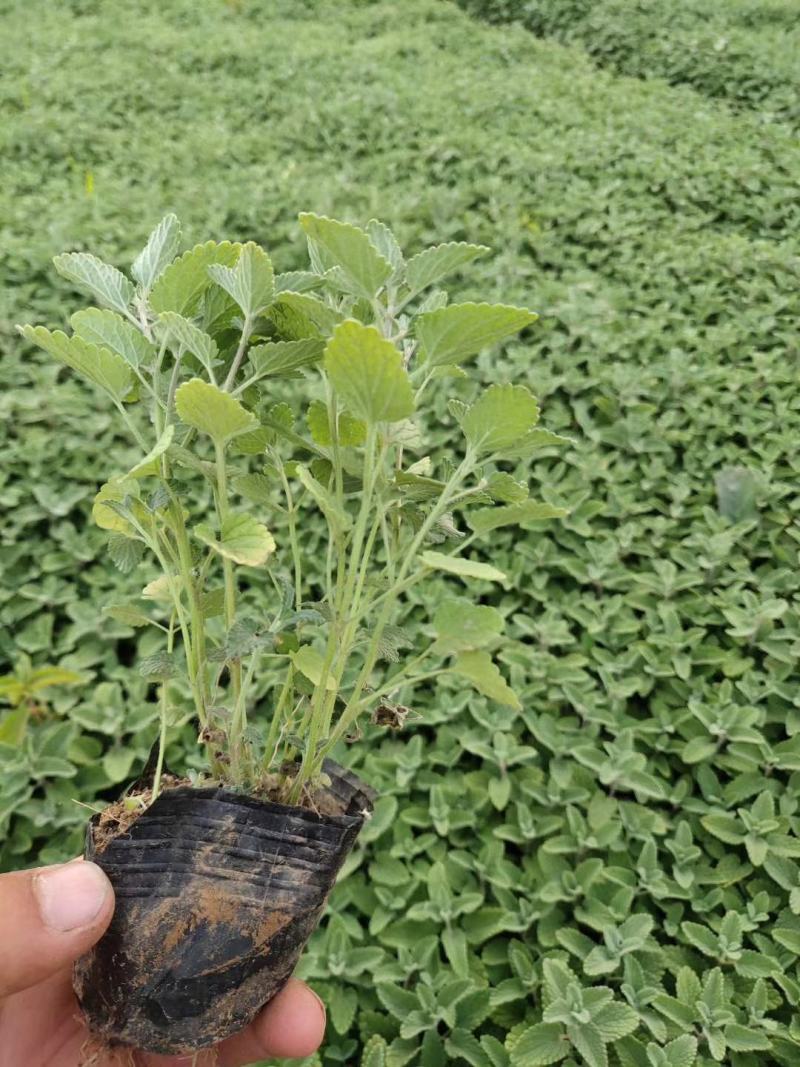 荆芥营养钵苗，美国薄荷工程苗，花卉基地现货