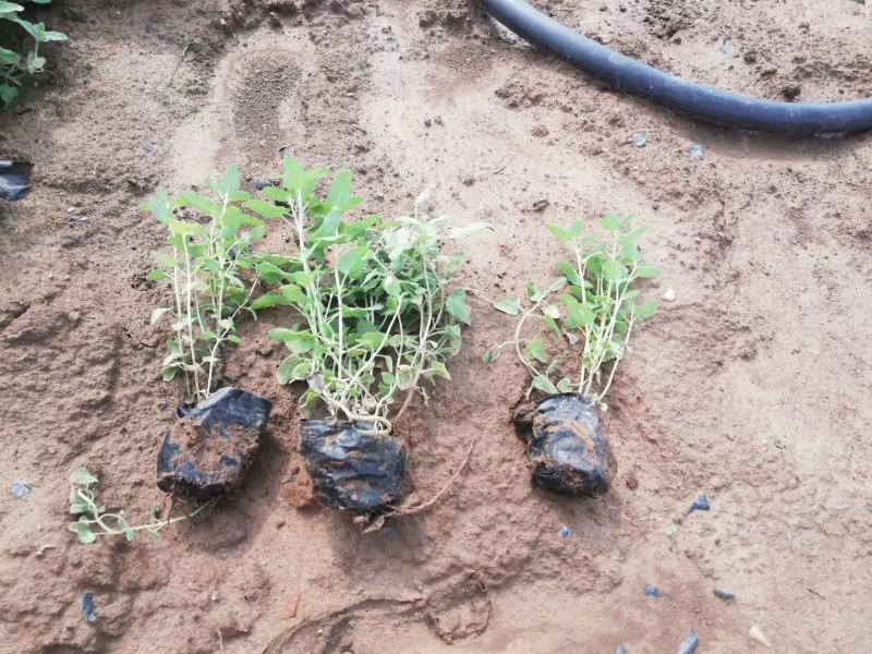 荆芥营养钵苗，美国薄荷工程苗，花卉基地现货