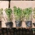 荆芥营养钵苗，美国薄荷工程苗，花卉基地现货