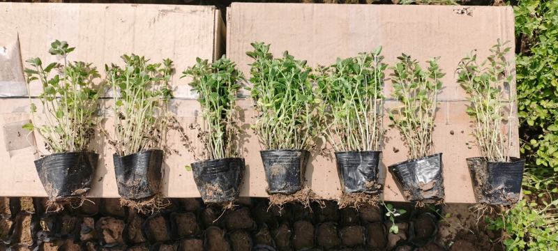荆芥营养钵苗，美国薄荷工程苗，花卉基地现货