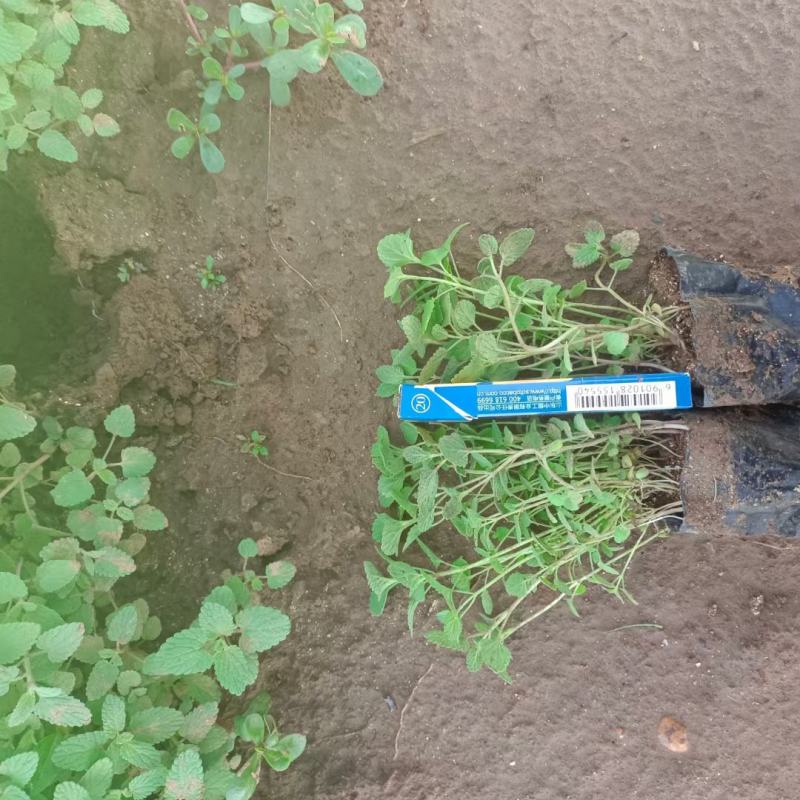 荆芥营养钵苗，美国薄荷工程苗，花卉基地现货