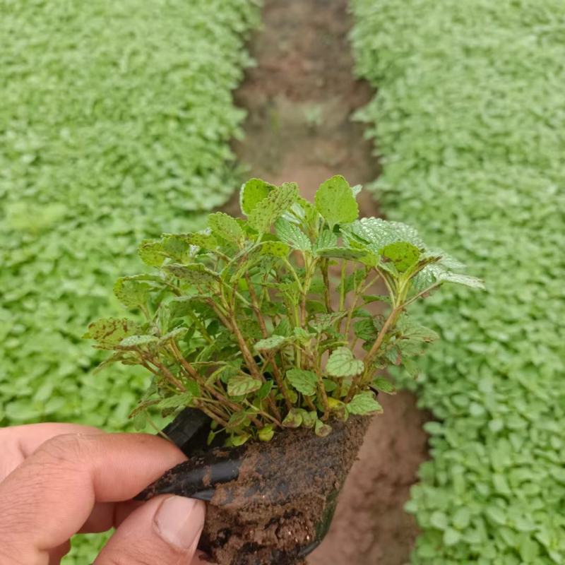 荆芥营养钵苗，美国薄荷工程苗，花卉基地现货