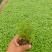 荆芥营养钵苗，美国薄荷工程苗，花卉基地现货