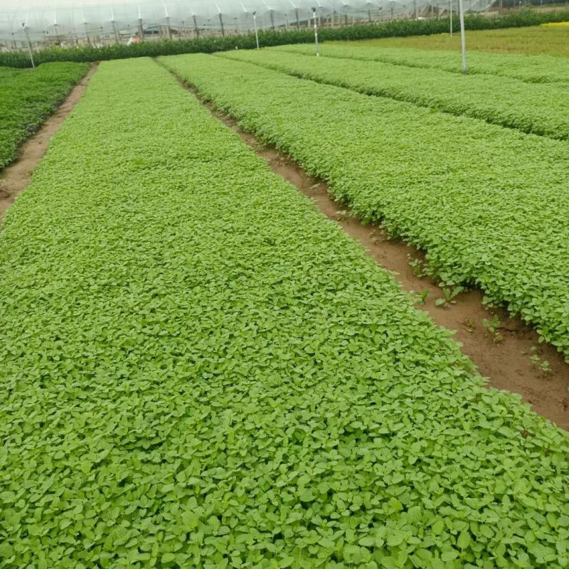 荆芥营养钵苗，美国薄荷工程苗，花卉基地现货