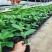 新品巴西金霸黄金百香果苗巨无霸大果一斤一个种植当年结果