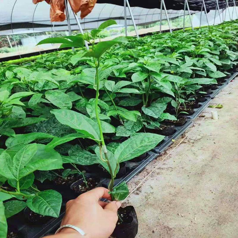 新品巴西金霸黄金百香果苗巨无霸大果一斤一个种植当年结果