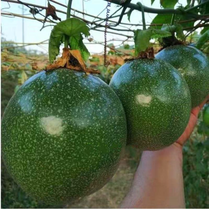 新品巴西金霸黄金百香果苗巨无霸大果一斤一个种植当年结果