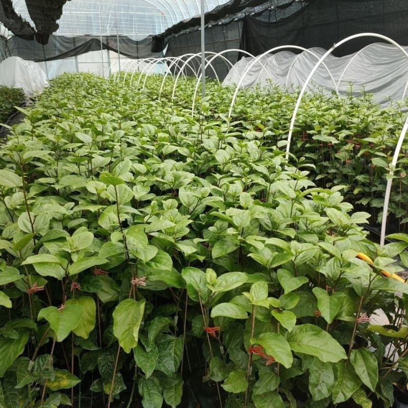 新品巴西金霸黄金百香果苗巨无霸大果一斤一个种植当年结果
