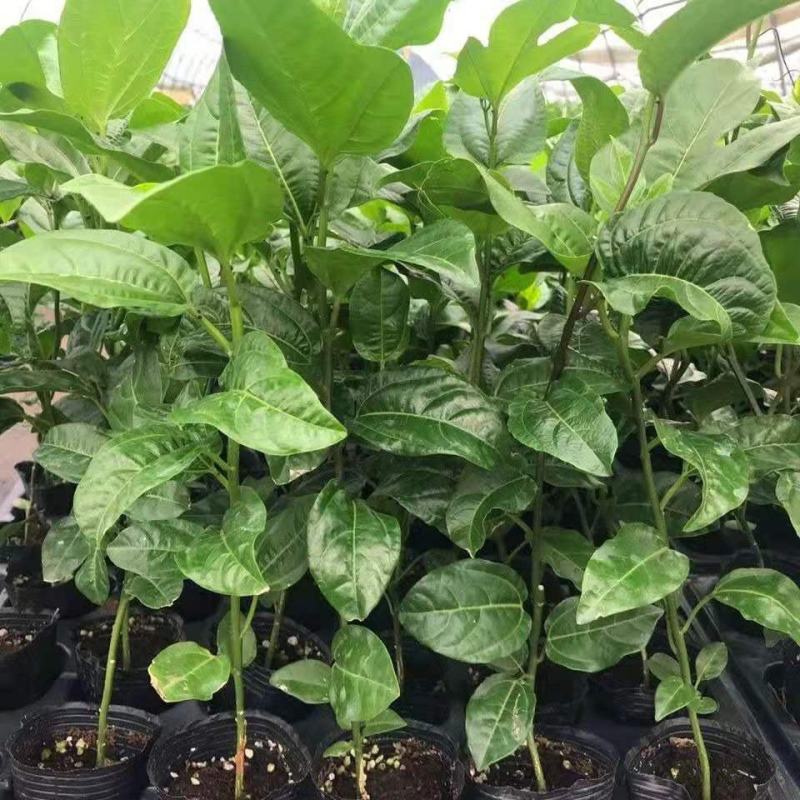 新品巴西金霸黄金百香果苗巨无霸大果一斤一个种植当年结果