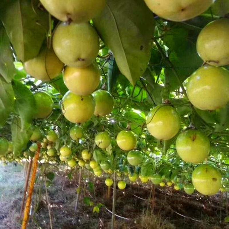新品巴西金霸黄金百香果苗巨无霸大果一斤一个种植当年结果