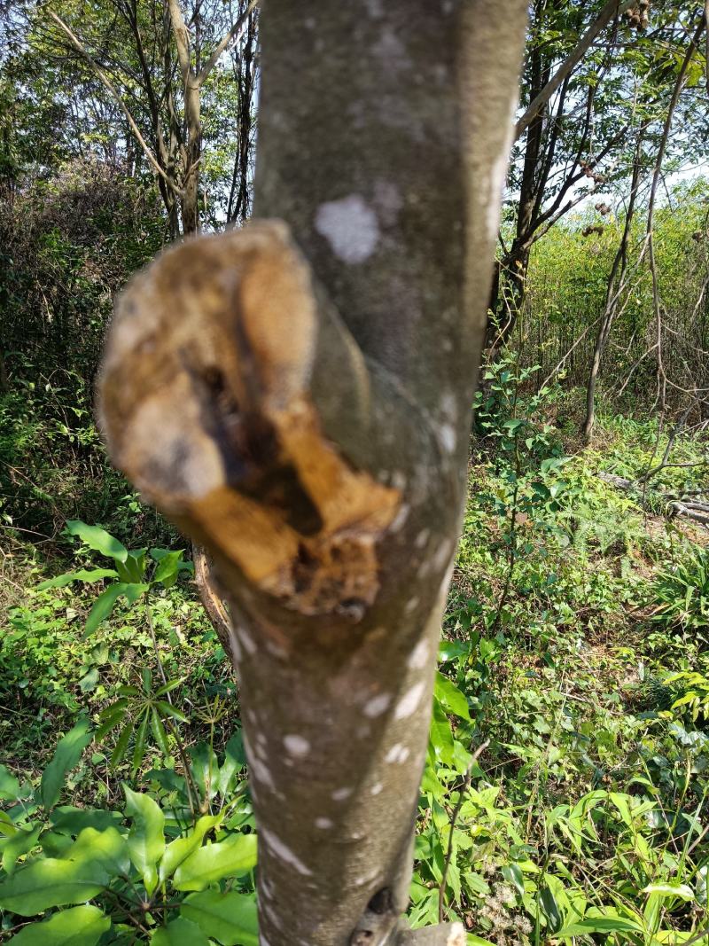 包邮奇楠沉香嫁接苗，黑奇，糖结，油叶子嫁接苗易生长易结香