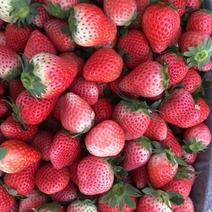 徐州耿集妙香草莓已大量上市，欢迎全国各大客商前来采购