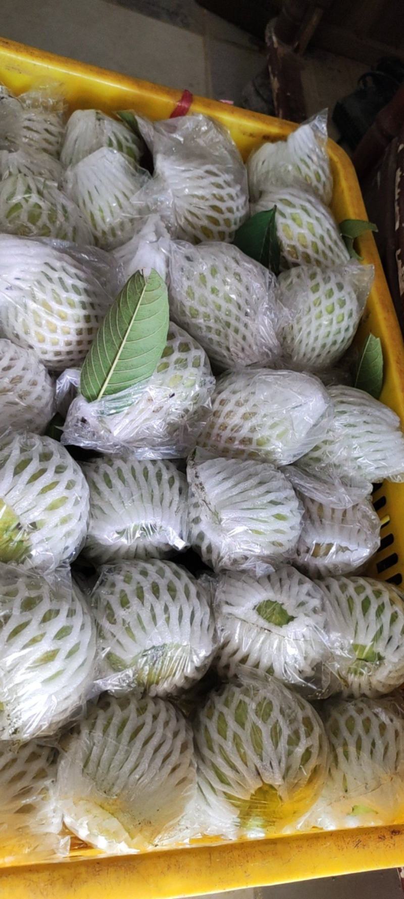 红肉番石榴，欢迎各大老板前来采购
