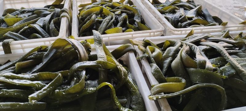盐渍裙带菜梗酱菜厂原料大连旅顺厂家直销