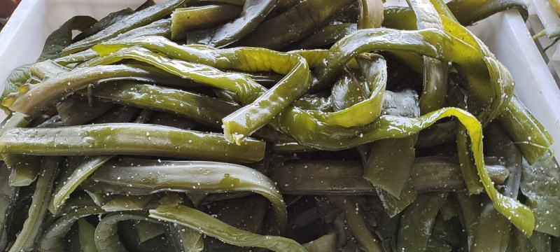 盐渍裙带菜梗酱菜厂原料大连旅顺厂家直销
