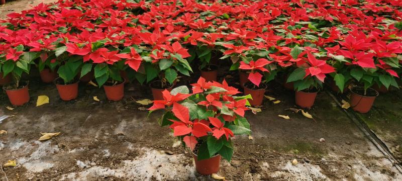 一品红盆栽，冠幅大，叶面艳，坤盛花卉基地现货批发