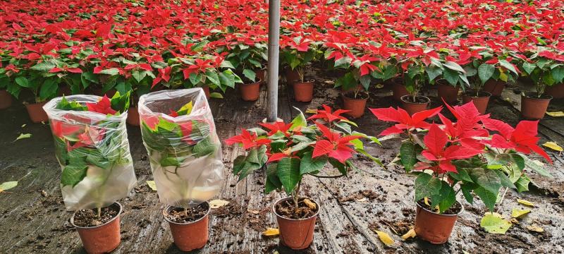 一品红盆栽，冠幅大，叶面艳，坤盛花卉基地现货批发