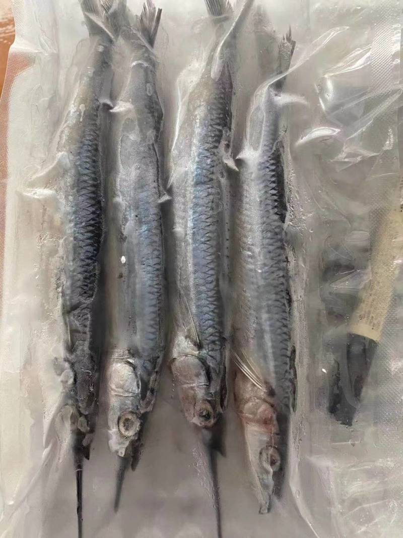 青针鱼价格便宜口感好内脏已去除干净