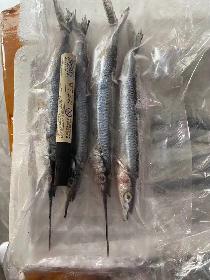 青针鱼价格便宜口感好内脏已去除干净