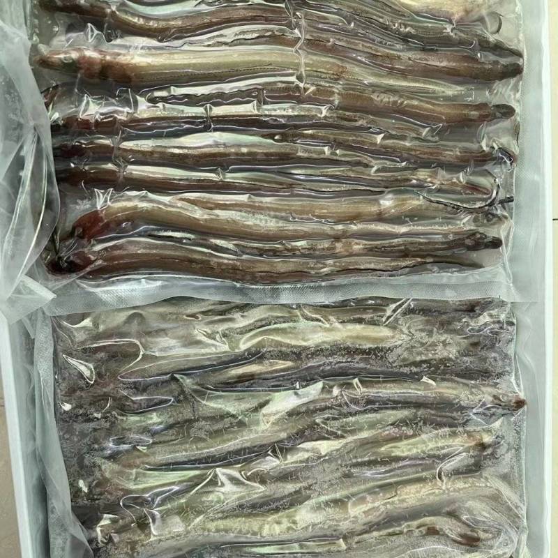 海鳝鱼价格便宜口感好内脏已去干净