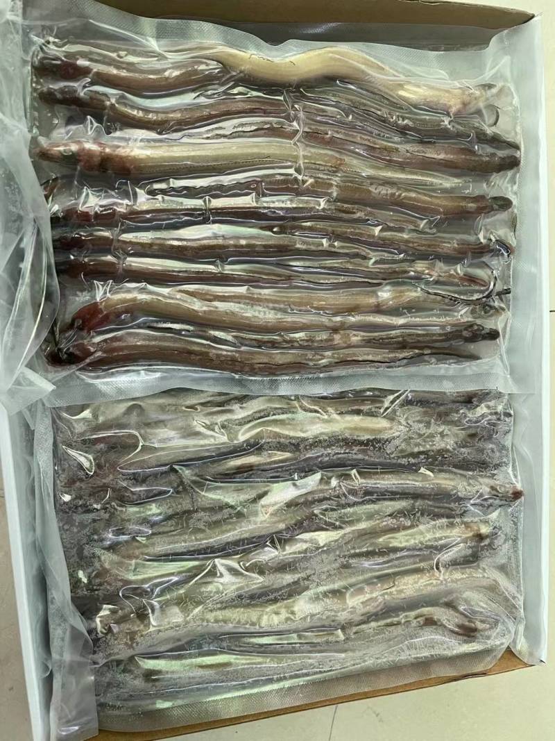 海鳝鱼价格便宜口感好内脏已去干净