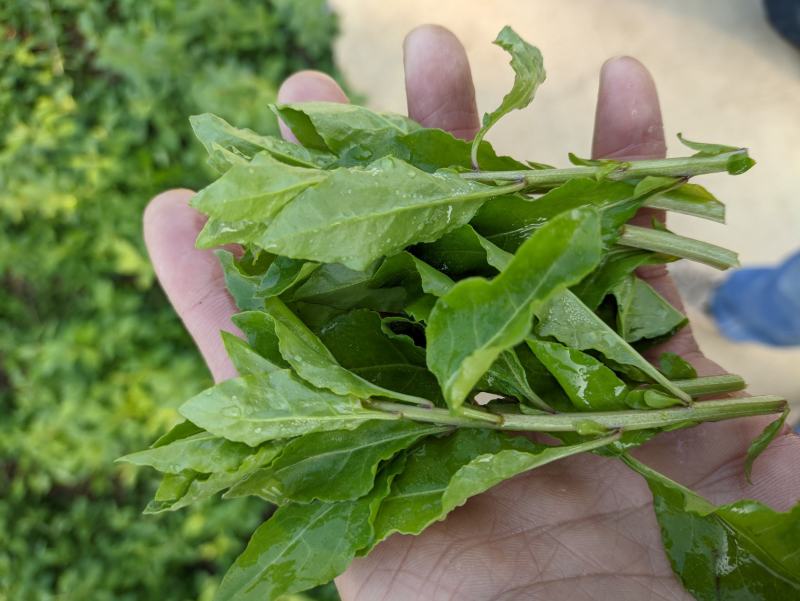 产地销售枸杞芽，枸杞嫩尖，食用枸杞菜菜，天精菜