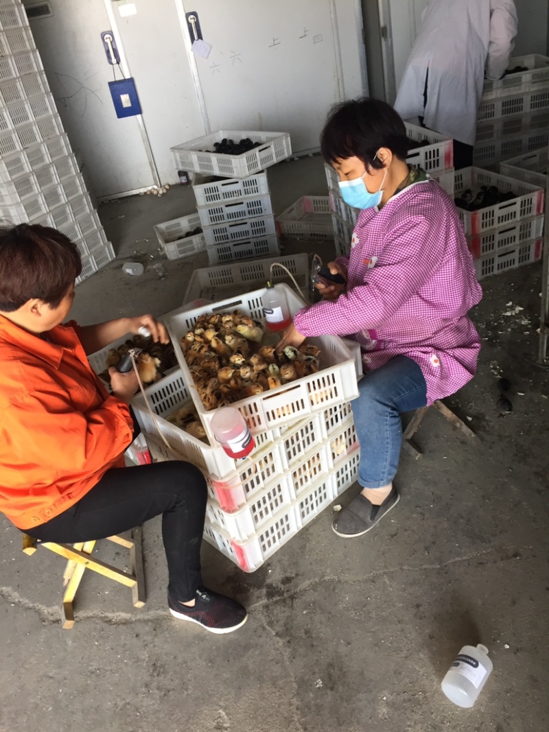 三黄鸡苗黄土1黄土2黄脚土鸡苗红毛黑尾