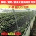 包邮防鸟网天网果树果园用的网樱桃稻谷葡萄蓝莓鱼塘养殖