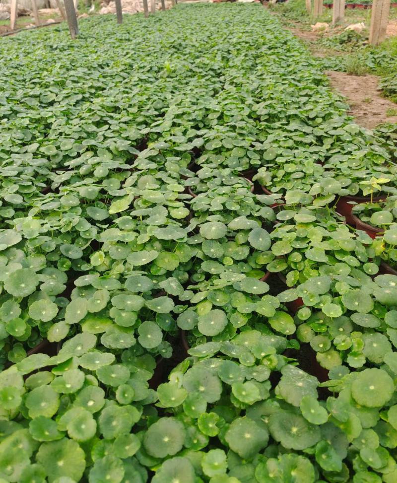 铜钱草盆栽，土培，水培规格，坤盛花卉苗木基地现货