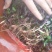 野生薄荷苗，可盆栽，绿化，药材种植，无农药残留，药用价值