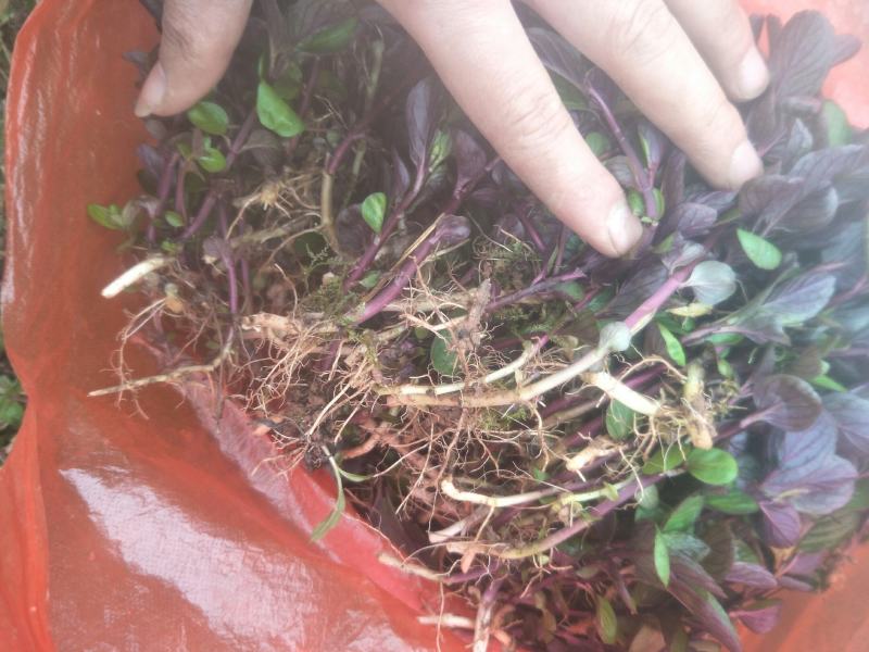 野生薄荷苗，可盆栽，绿化，药材种植，无农药残留，药用价值