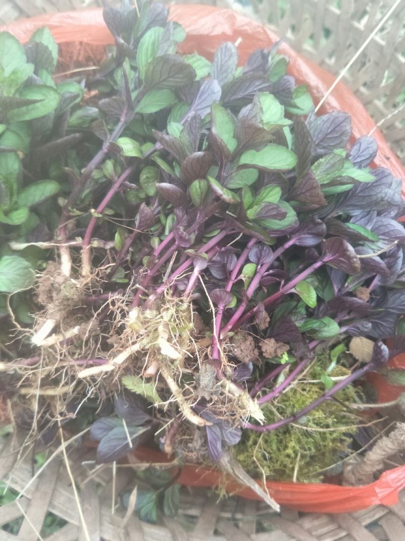 野生薄荷苗，可盆栽，绿化，药材种植，无农药残留，药用价值