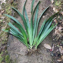 重庆巴南区青青苗圃大量批发鸢尾遍竹根价格美丽