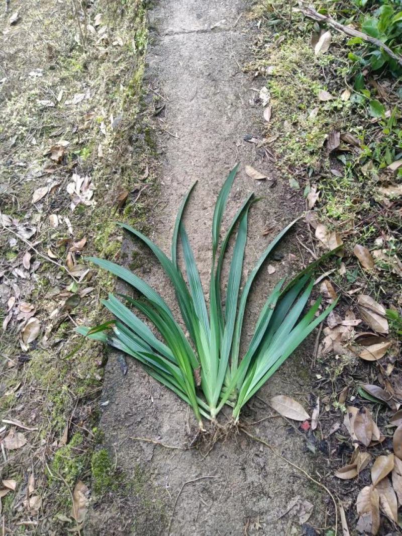 重庆巴南区青青苗圃大量批发鸢尾遍竹根价格美丽