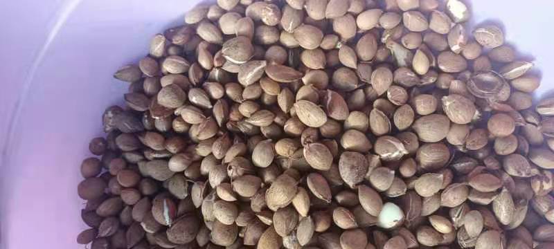 山桃种子，出售中，出芽百分之九十，量大可优。