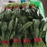 精品大叶菠菜商超品质大量有货现摘现发质量优先欢迎来电