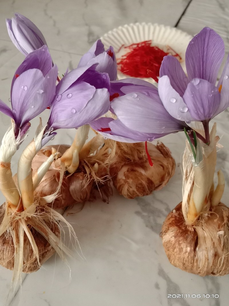 藏红花种球出售价格低质量好预订优惠。