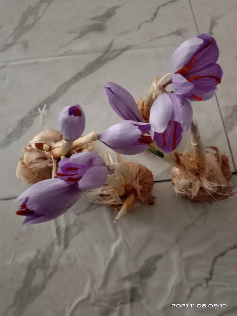 藏红花种球出售价格低质量好预订优惠。